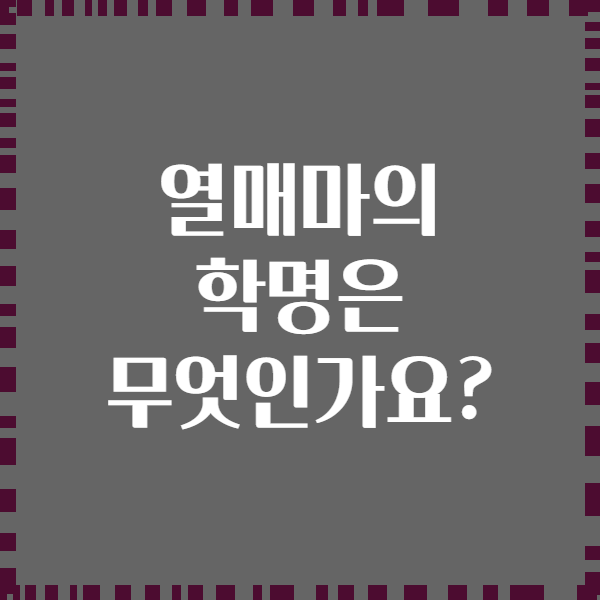 열매마의 학명은 무엇인가요?