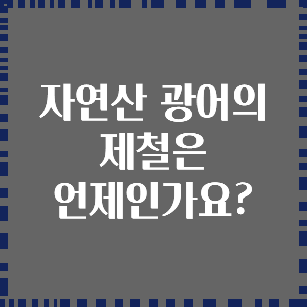 자연산 광어의 제철은 언제인가요?