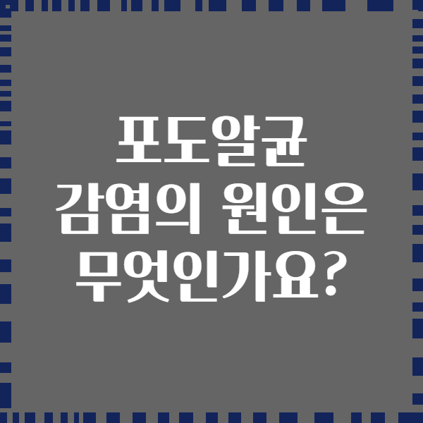 포도알균 감염의 원인은 무엇인가요?
